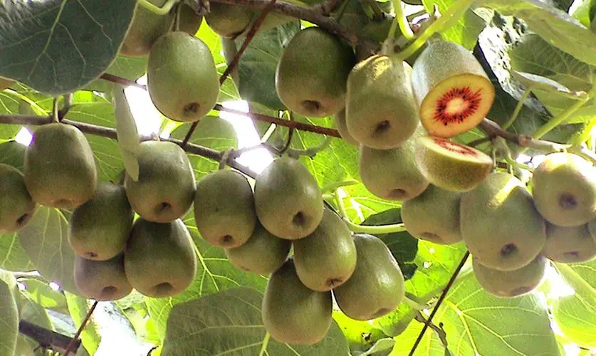 獼猴桃食品冷庫的建造使用特點 獼猴桃食品冷庫的建造使用特點
