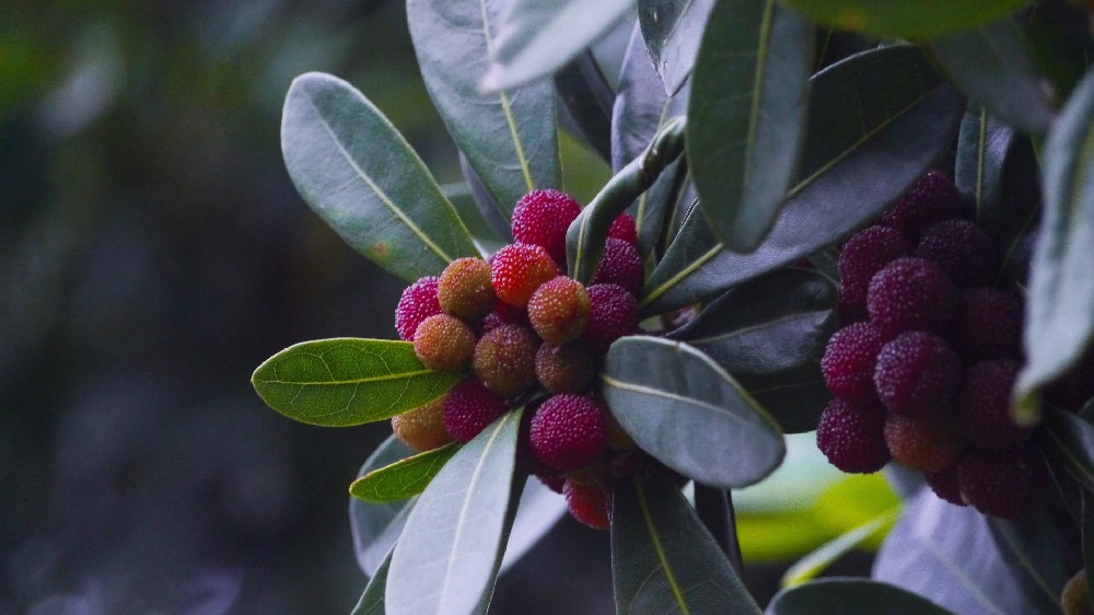 保鮮冷庫保鮮楊梅時要注意哪些問題 保鮮冷庫保鮮楊梅時要注意哪些問題