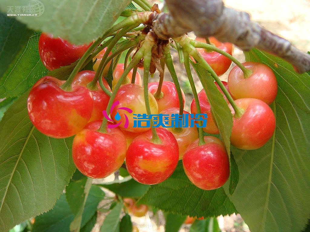 浩爽制冷,氣調庫,普通冷藏庫